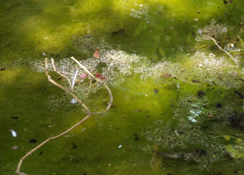 Il Laghetto del Centro di Entomologia - Piombino (LI)